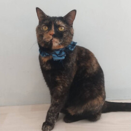 【3F 猫カフェ】にゃんこモデルさん😍