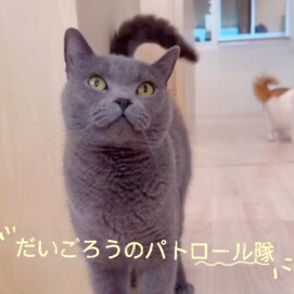 だいごろうパトロール中🚨