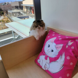 【3F ネコカフェ】あの子はクルミちゃん🐈