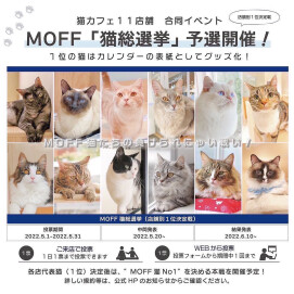 【3F 猫カフェ】\  猫総選挙 開催中！🐾 /  