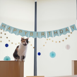 【3F 猫カフェ】お誕生日会🎂