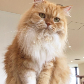 さくたろう君の自慢の胸毛😼
