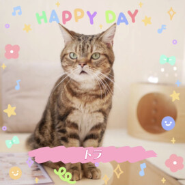 【3F 猫カフェ】今日はトラのお誕生日！🎉