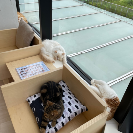 【3F 猫カフェ】何匹いるでしょう！？