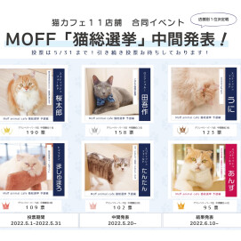 【3F 猫カフェ】【猫総選挙】中間発表✨