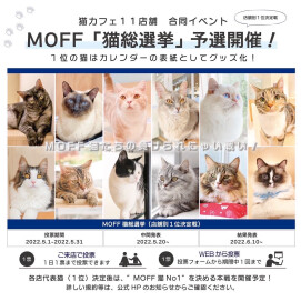 【3F 猫カフェ】猫総選挙、開催のお知らせ♪