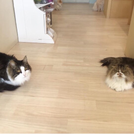 どこか似ている2匹のネコちゃん🐈