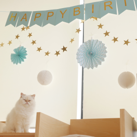 【3F ネコカフェ】お誕生日会🧁