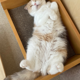へそ天ネコ