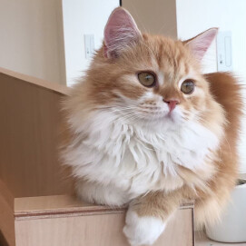 【3F 猫カフェ】仔猫時代の桜太郎？！