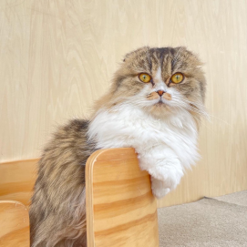 【3F 猫カフェ】びっくりクルミ⁉️