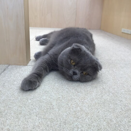 のびのびコウメちゃん🐈‍⬛