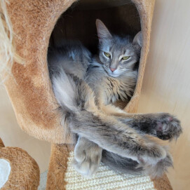 【3F ネコカフェ】キャットタワーでおねんね💤