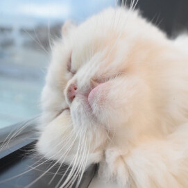 【3F 猫カフェ】マシュマロの寝顔公開😂