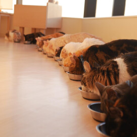【3F 猫カフェ】な、なんだこれは？！
