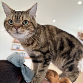 トラ君特集🐯