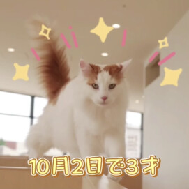 【3F 猫カフェ】ライガくんお誕生日🧁🤍