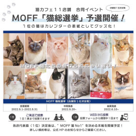 【3F 猫カフェ】猫総選挙 開催！