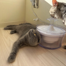 【3F 猫カフェ】水分補給猫とそれを観察する猫