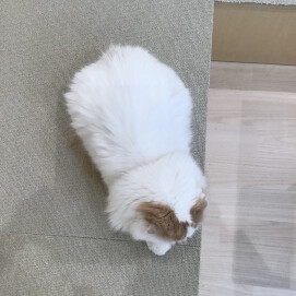 【3F 猫カフェ】雪はないのに…？⛄️