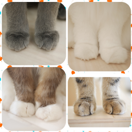 🐈にゃんにゃんクイズ🐾