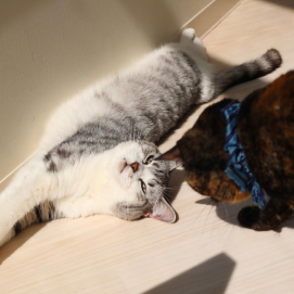 【3F 猫カフェ】遊ぼうにゃ