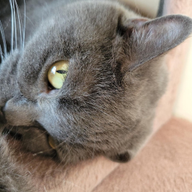 世界猫の日