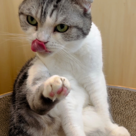 丸いお顔の...☺️