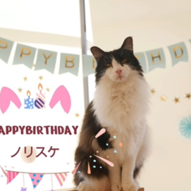 【3F 猫カフェ】ノリスケくんお誕生日おめでとう！