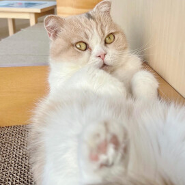 へそ天❤︎