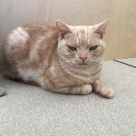 きょも特集🐈