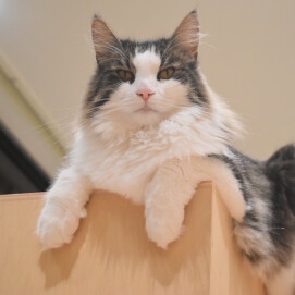 【3F 猫カフェ】王者の貫禄