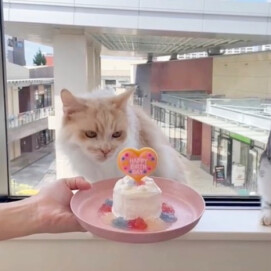 【3F 猫カフェ】誕生日会のお知らせ🎂