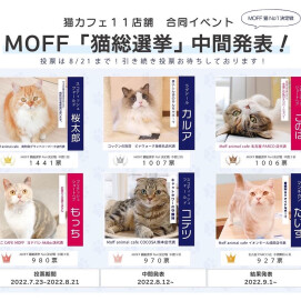 【3F 猫カフェ】猫総選挙中間発表！！