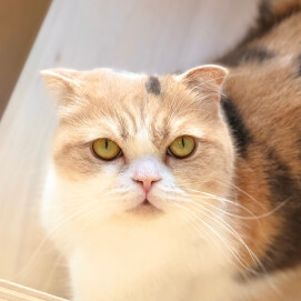 【3F 猫カフェ】猫スタッフのご紹介vol.12　あんず