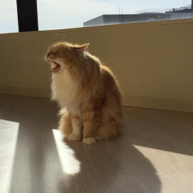 あくびのかお