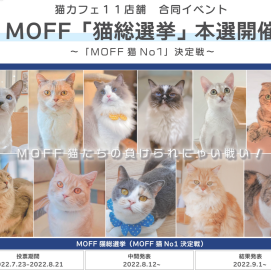 【3F 猫カフェ】\  猫総選挙 本選　まもなく開催！🐾 /  