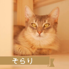 【3F 猫カフェ】そらりちゃんお誕生日おめでとう！