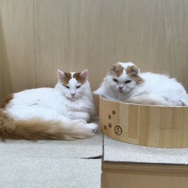 仲良しにゃんこ🐾