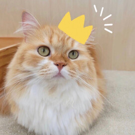 【3F 猫カフェ】猫総選挙 最終日！！