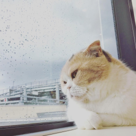 窓辺のネコちゃん😸