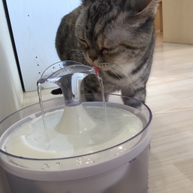 【3F ネコカフェ】お水おいしいにゃ〜