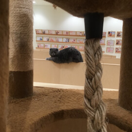 【3F ネコカフェ】テリトリー😿