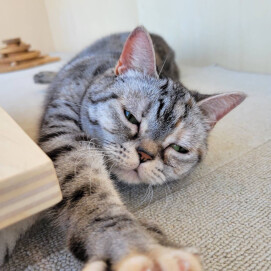 【3F 猫カフェ】アイスクリーム猫🍦🐈