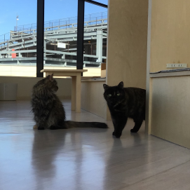 オスカルちゃんのお散歩タイム