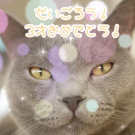 【3F 猫カフェ】だいごろう誕生日
