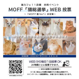 【3F 猫カフェ】猫総選挙 最終日！！