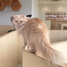 キャットタワーの住猫