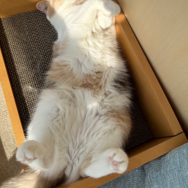 どんな夢を見ているのかな？🐈