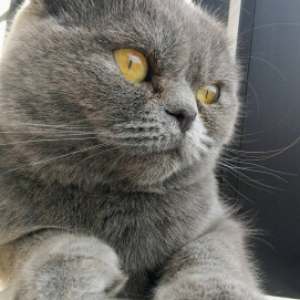 【3F 猫カフェ】お外が気になるちびちゃんズ🐈🐈‍⬛